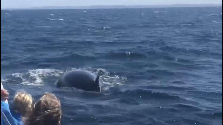 The minke whale in Moray Firth (Credit: Jo Fawkes)