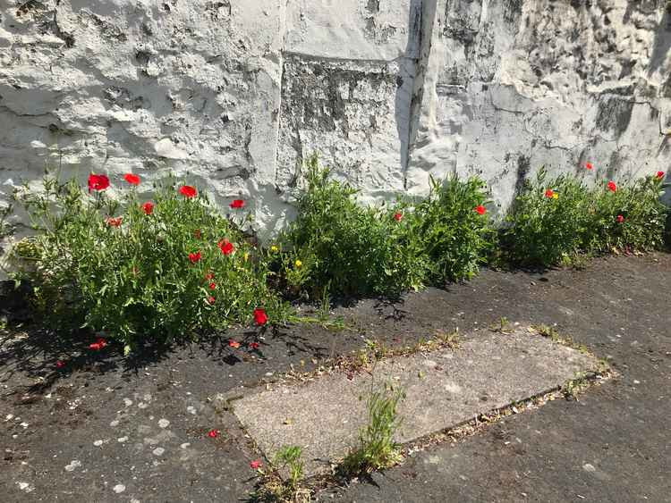 Beautiful Poppies flowering against the wall