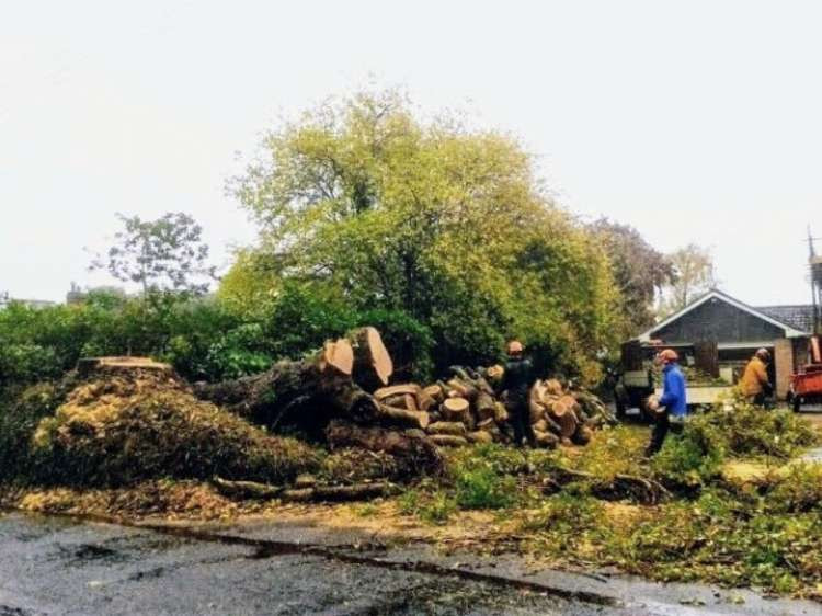Trees being felled at a development site in West Hill