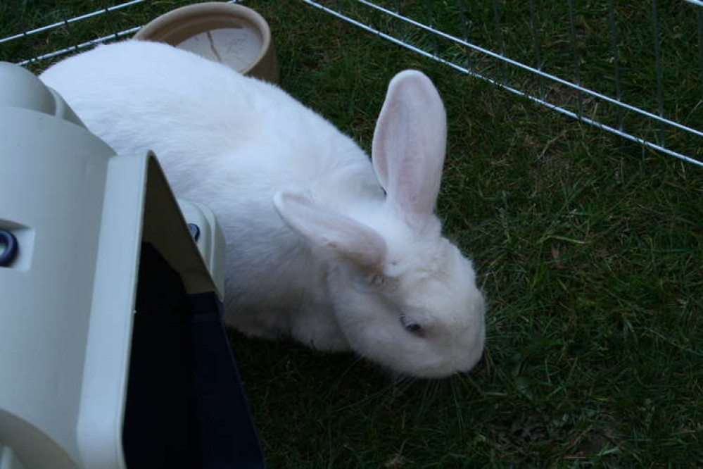 Donna's pet rabbit Beatrice exploring the garden