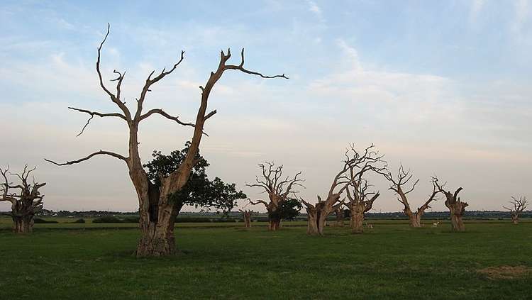 Mundon's petrified oak trees Pic: RWendland