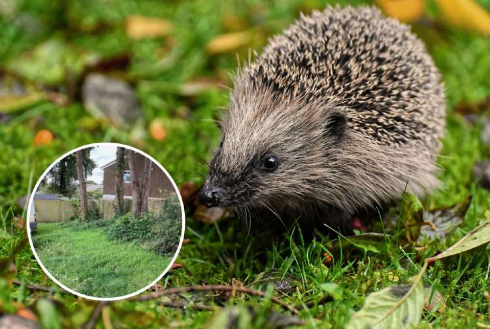 Stock image of a hedgehog (Pixabay). Inset: Area in Brand Road, Honiton in which 'rewilding' project will take place (Credit: East Devon District Council)