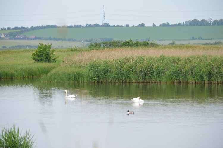 The reserve in North Fambridge on the River Crouch (Credit: Dudley Miles)