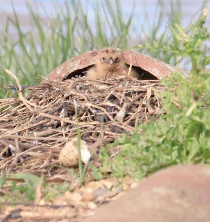 Works to the site are expected to start soon to avoid impact on nesting birds (Credit: Nick Lay)