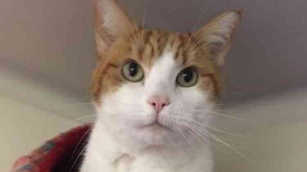 Noel The Cat is safe and well after his ordeal - Photo: RSPCA