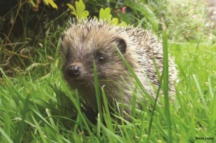 Hedgehogs will soon head into hibernation