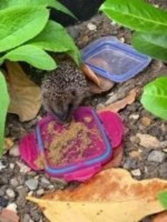 The juvenile hedgehog that Debbie Horney recently found in her garden