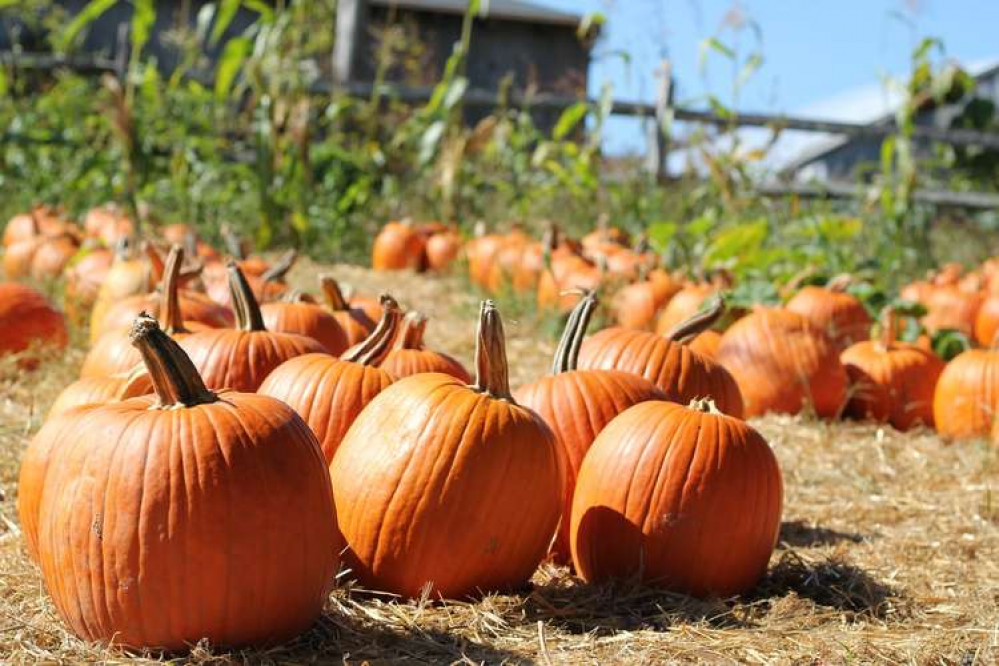 Pick the perfect pumpkins in time for Halloween (Photo: Ana Essentiels / Unsplash)