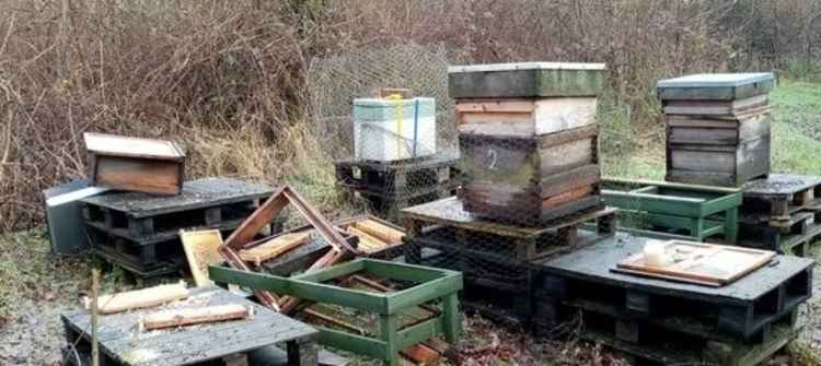 One of the hives was wrecked as thives took the owner's bees. Photos: David McDoowell