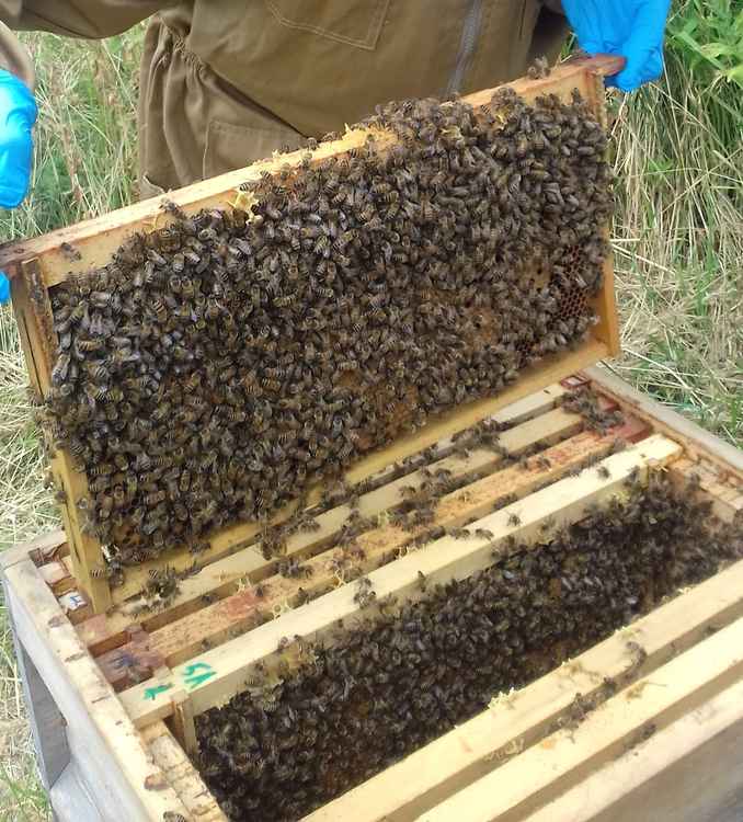 The bees make the frames of the hives their home