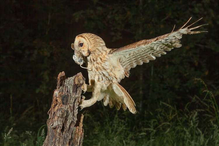 Martin's photo of a Tawny Owl earned him praise