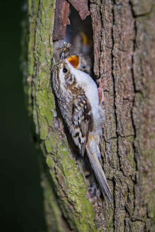 Martin took this shot of a Treecreeper