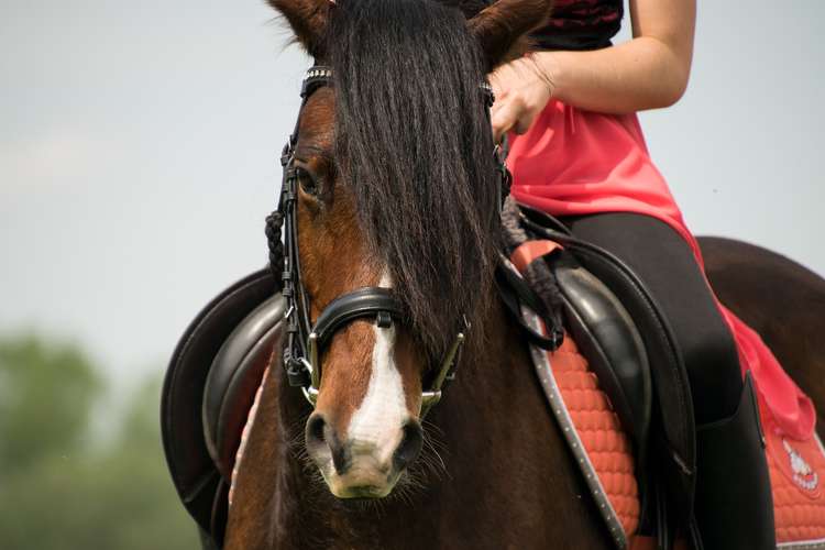 The indoor arena has been given planning permission. Photo: Pixabay