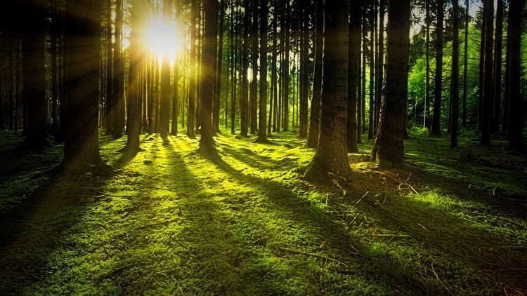 We Shred It plans to create a woodland space in the Ashby area. Photo: Pixabay