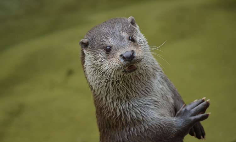 Otters have been attracted to the wetlands. Photo: Pixabay Otters have been attracted to the wetlands. Photo: Pixabay