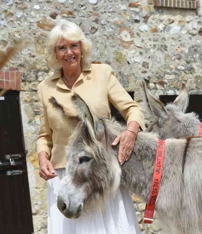 HRH Duchess of Cornwall - The Donkey Sanctuary