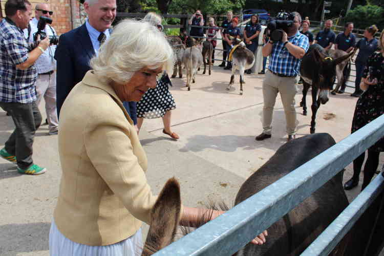 HRH stroking one of the sanctuary's donkeys.