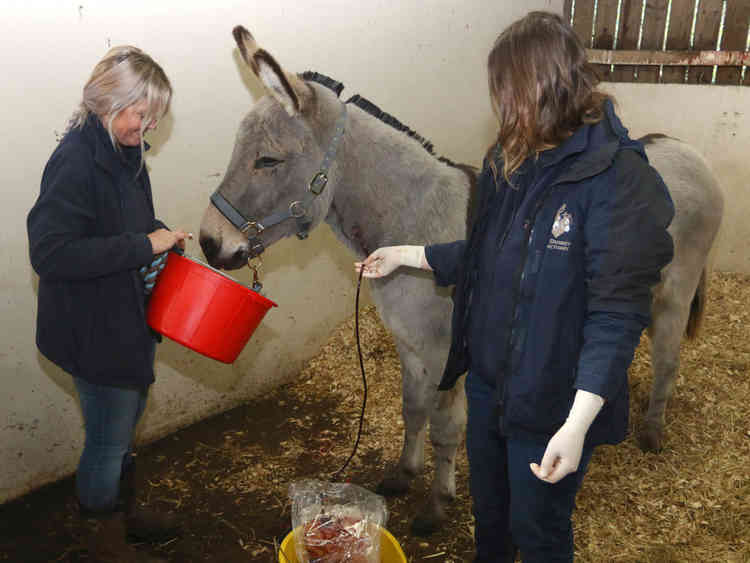 Farthing enjoys treats while donating blood. Picture courtesy of The Donkey Sanctuary.