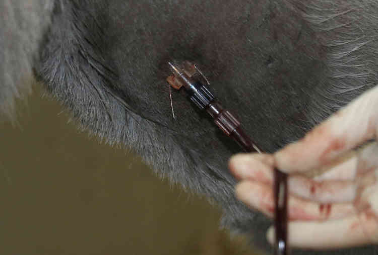 A needle is inserted to take blood. Picture courtesy of The Donkey Sanctuary.