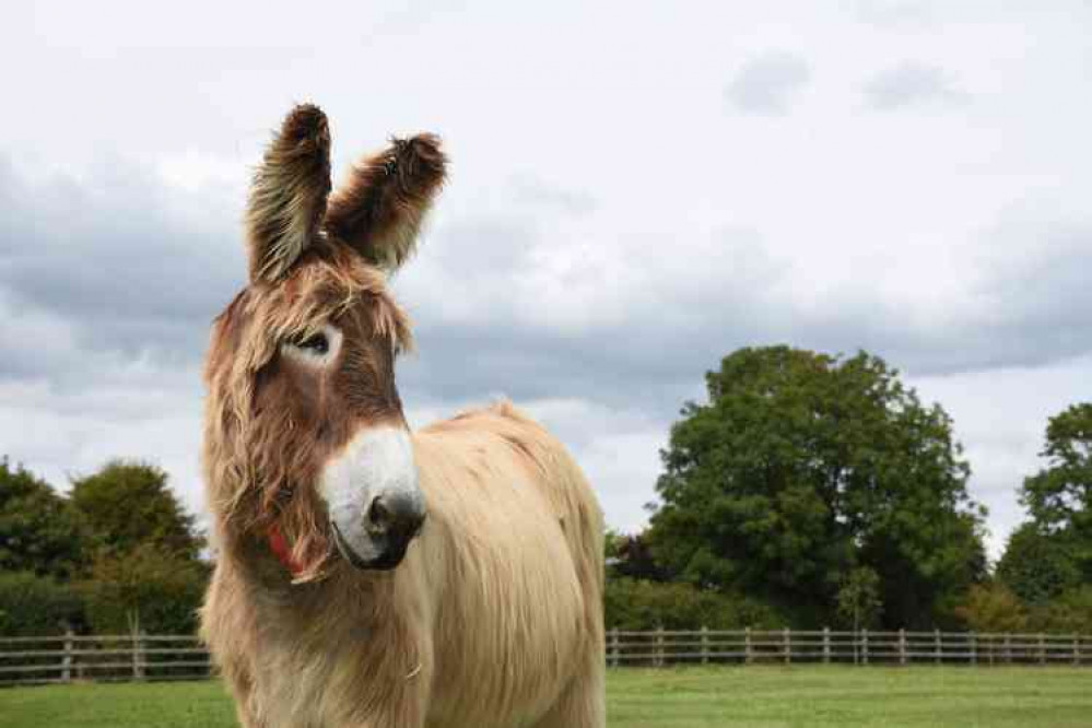 The Donkey Sanctuary was today announced as finalist in the Large Visitor Attraction Of The Year category.