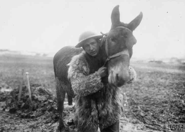 A British Soldier and Mule on the Western Front. Image courtesy of IWM (Q 1592).
