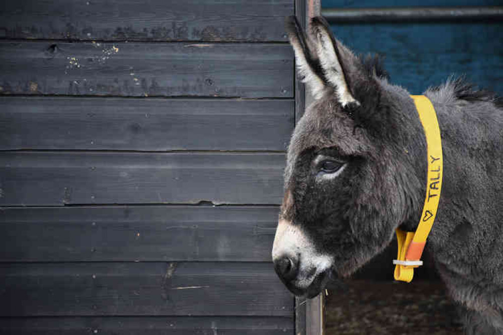 Donkey escape artist Tally. Picture courtesy of The Donkey Sanctuary.