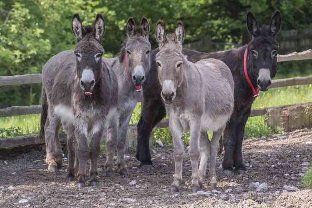 "I couldn't bear the thought of throwing all the veg away and I suddenly thought, 'what do donkeys eat: carrots of course!'"