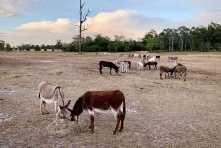 The Good Samaritan Donkey Sanctuary (GSDS) is the largest in Australia. Image courtesy of GSDS.