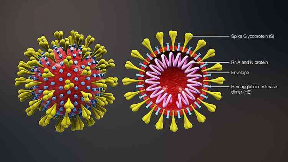 Images combined from a 3D medical animation, depicting the shape of coronavirus as well as the cross-sectional view. Image courtesy of www.scientificanimations.com.