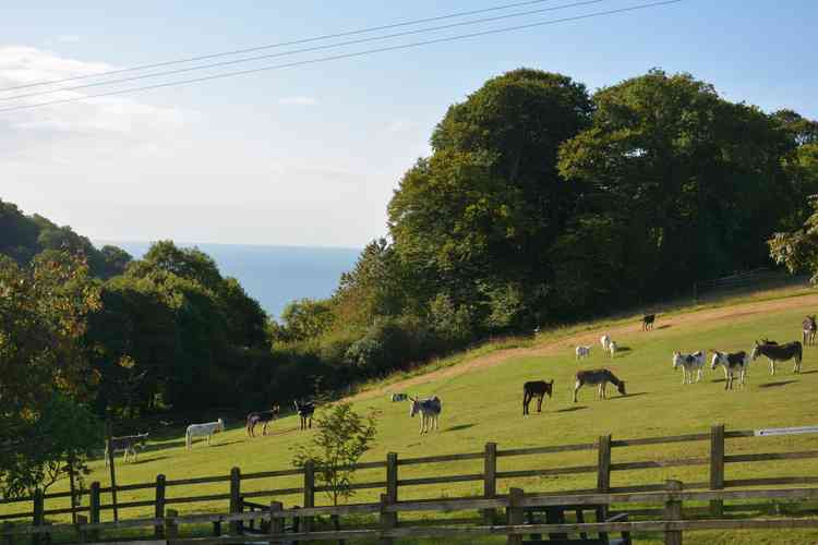 Views from The Donkey Sanctuary in Sidmouth.