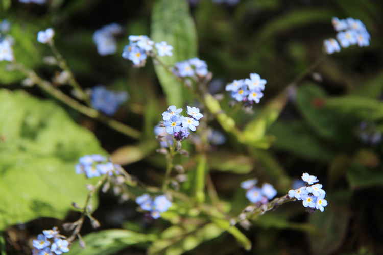 The Eden Nature Garden at St Paul's Church (Image: Issy Millett, Nub News)