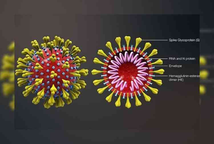 Images combined from a 3D medical animation, depicting the shape of coronavirus as well as the cross-sectional view. Image courtesy of www.scientificanimations.com .