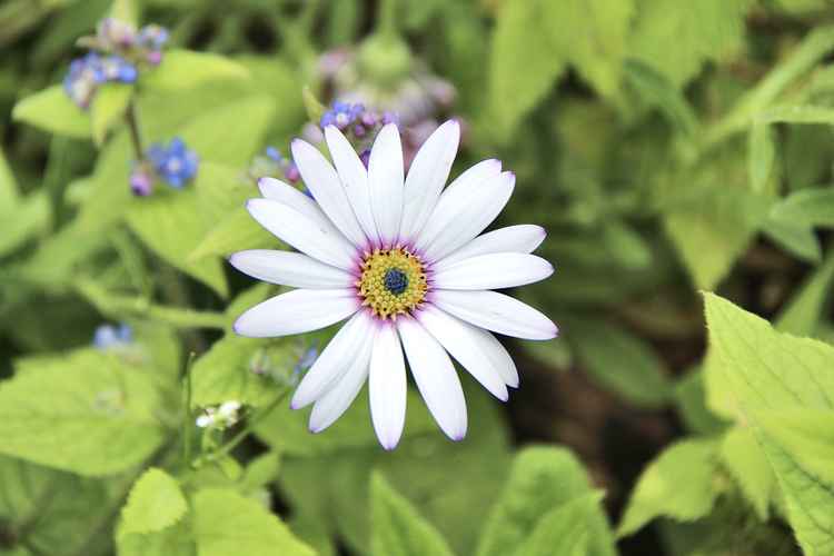 The Eden Nature Garden at St Paul's Church (Image: Issy Millett, Nub News)