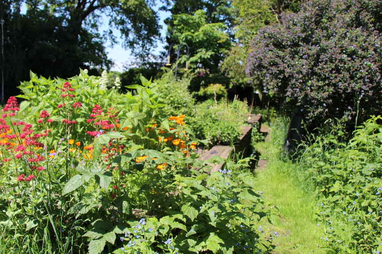 The Eden Nature Garden at St Paul's Church (Image: Issy Millett, Nub News)