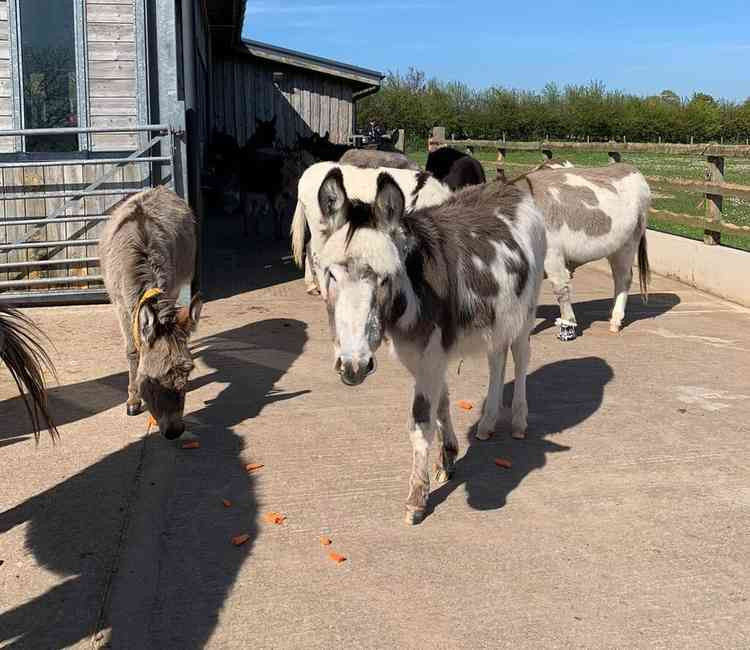 The donkeys enjoying their carrots. Picture courtesy of The Donkey Sanctuary.