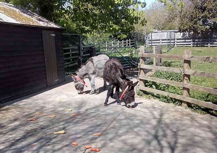 The donkeys enjoying their carrots. Picture courtesy of The Donkey Sanctuary.