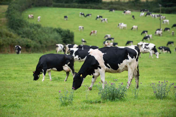 Clinton Dairy Cows.