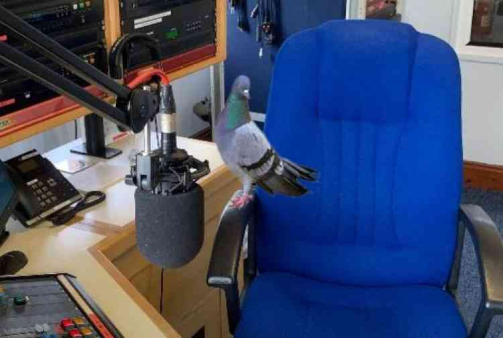 The pigeon perched right in front of the studio microphone.