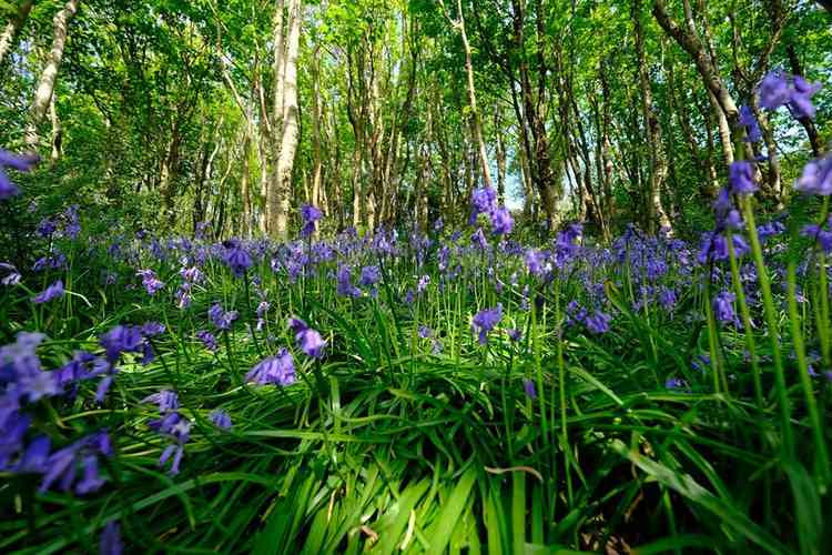 Bluebells on Salcombe Hill. Pictures courtesy of Deborah Robertson.