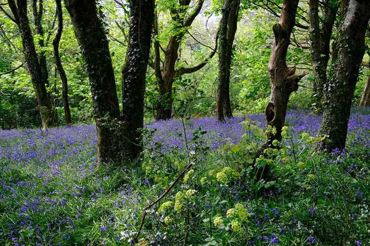 Bluebells on Salcombe Hill. Pictures courtesy of Deborah Robertson.