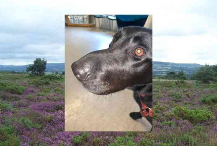 The labrador was being walked on Aylsbeare Common on Saturday when she was bitten by Britain's only native poisonous snake. Image courtesy of Otter Vets.