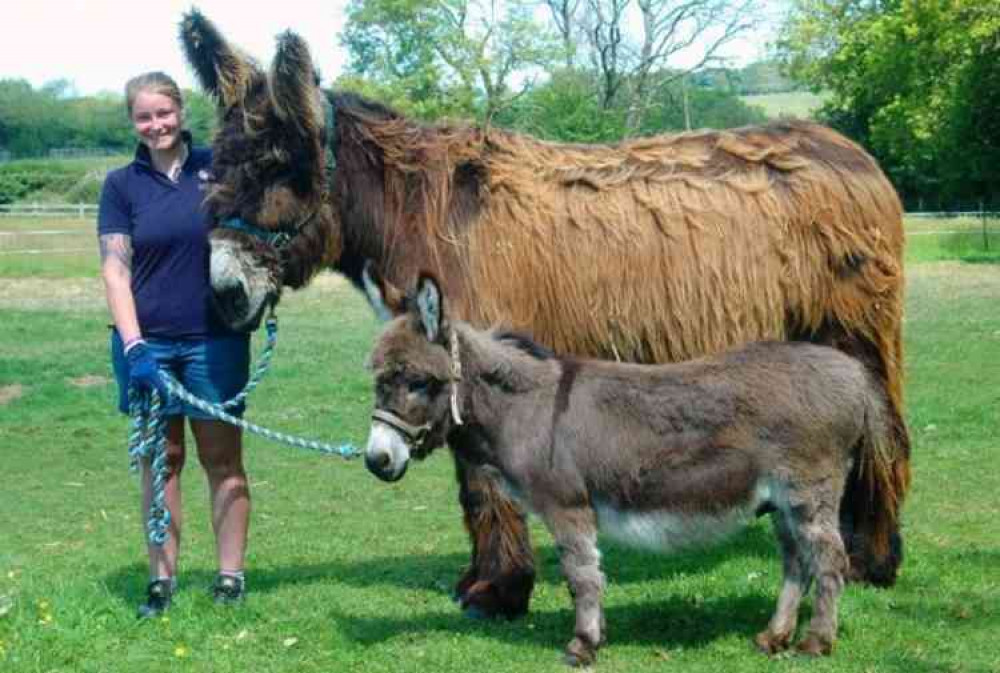 Poitou and Miniature donkeys at The Donkey Sanctuary