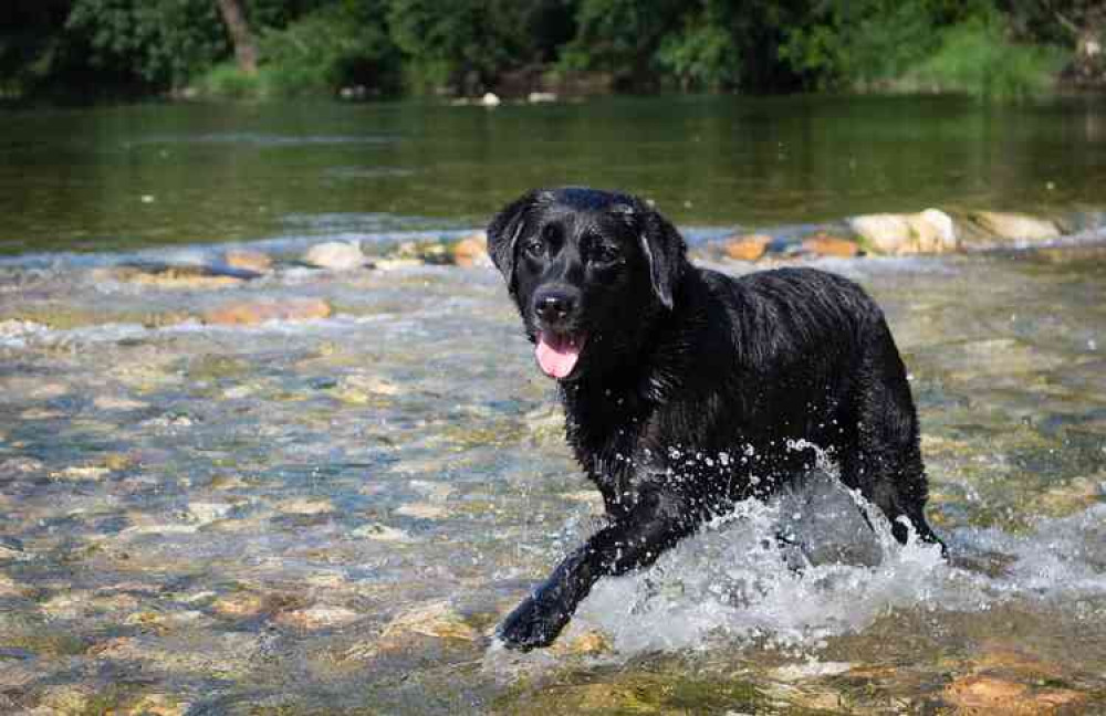 "Some types of blue-green algae can kill a dog just 15 minutes to an hour after drinking contaminated water."