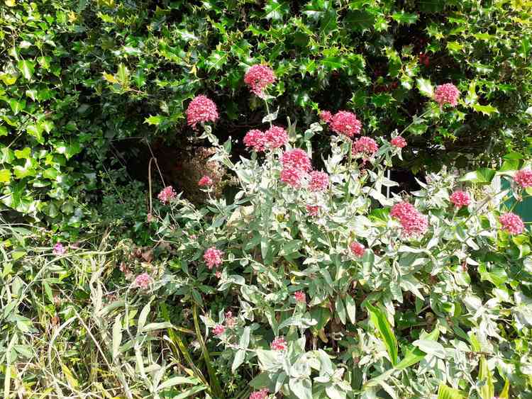 Here you can see what a healthy valerian plant looks like.