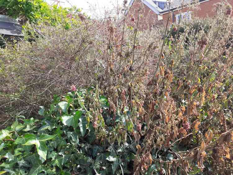 Councillor Wright's poisoned valerian plants.