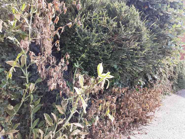 Councillor Wright's poisoned valerian plants.