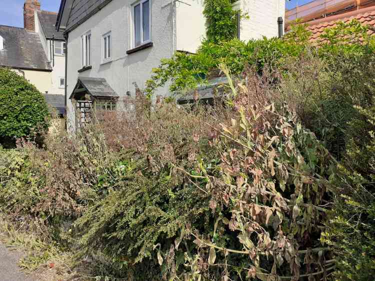 Councillor Wright's poisoned valerian plants.