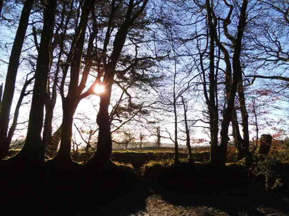 Winter trees on Fire Beacon Hill. Picture courtesy of EDDC.