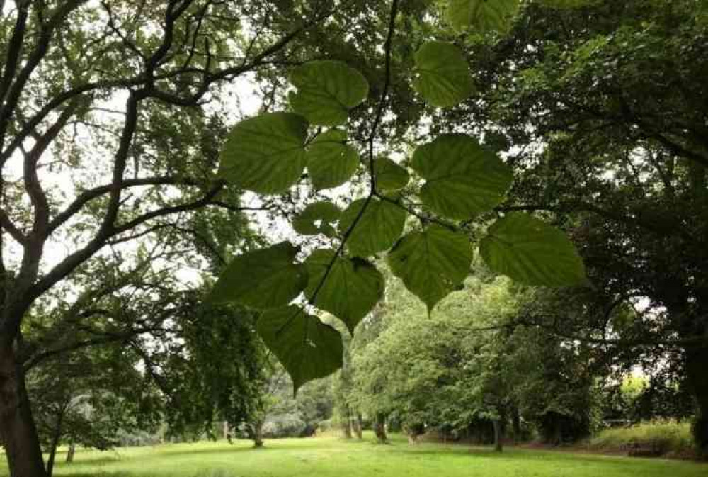 The Byes in Sidmouth