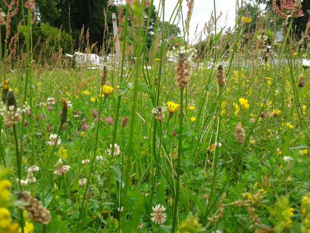 West Hill wildflower verge. Image credit: Claire Wright